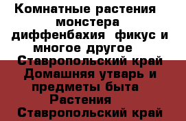 Комнатные растения ( монстера, диффенбахия, фикус и многое другое) - Ставропольский край Домашняя утварь и предметы быта » Растения   . Ставропольский край